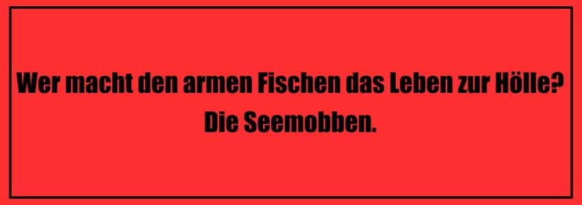 Flachwitze Tiere: Wer macht den armen Fischen das Leben zur Hölle? Die Seemobben.