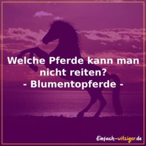 Welche Pferde kann man nicht reiten? - Blumentopferde
