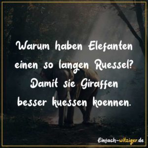 Warum haben Elefanten einen so langen Rüssel? Damit die Giraffen besser küssen können.